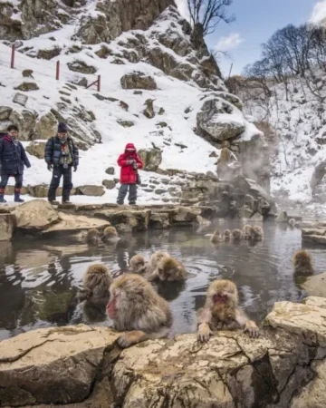 Snow Monkey Park